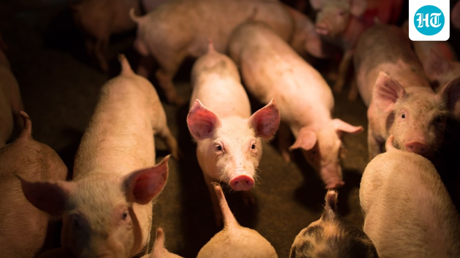 In 1769, a French explorer gifted Māori two pigs; their descendants helped establish feral pig populations in New Zealand
