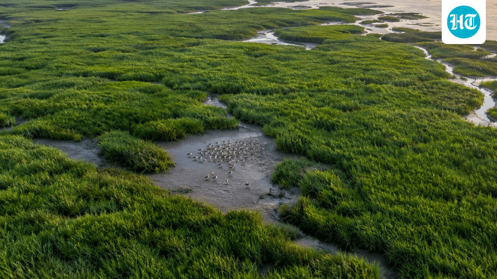 In 1979, China introduced smooth cordgrass to create coastal land; it now covers about 68,000 hectares and reduces feeding space for shorebirds