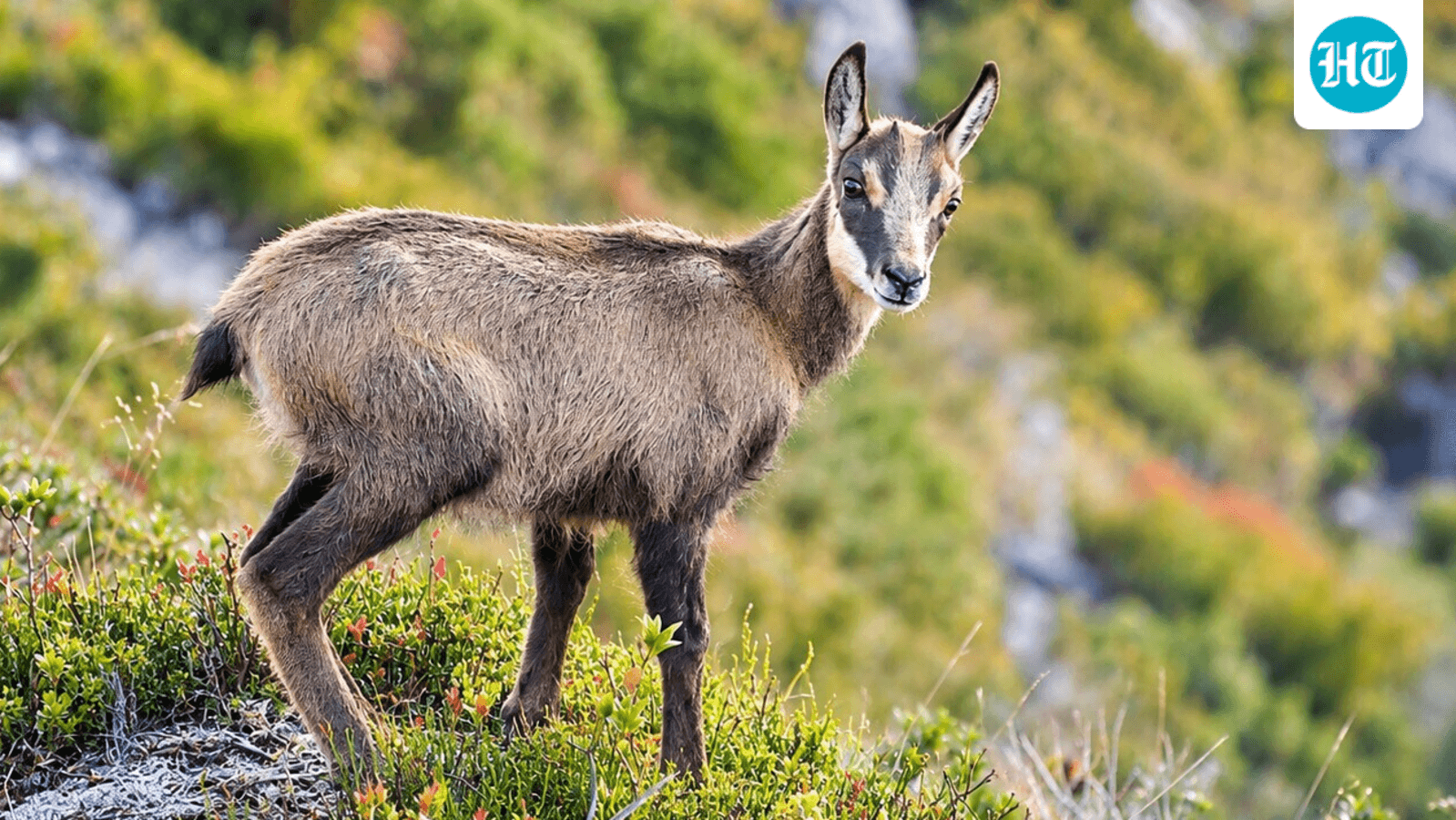 In 1907, Austria's emperor gifted chamois to New Zealand; the mountain animals spread through the South Island, browsing fragile alpine vegetation