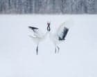 White stuff: capturing a land without colour – in pictures